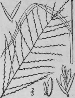 1 Leptochloa Filiformis Lam Beauv Slender Grass Fe 554