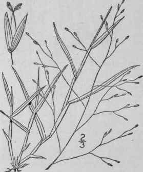 1 Leptoloma Cognatum Schultes Chase Diffuse Crab G 284
