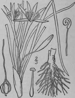 1 Leucocrinum Montanum Nutt Sand Lily 1241
