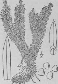 1 Lycopodium Selago L Fir Club Moss 101