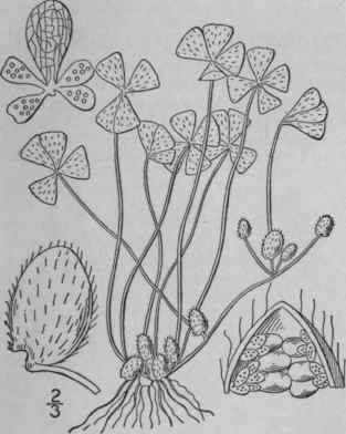 1 Marsilea Quadrifolia L European Marsilea Or Pepp 86