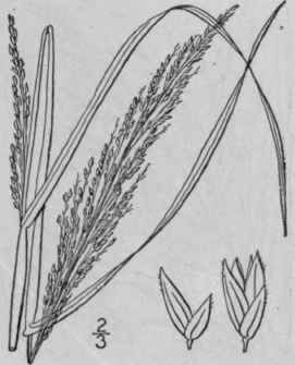 1 Panicum Hemitomon Schult Maiden Cane Simpson s G 311