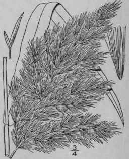 1 Phragmites Phragmites L Karst Common Reed Grass 559