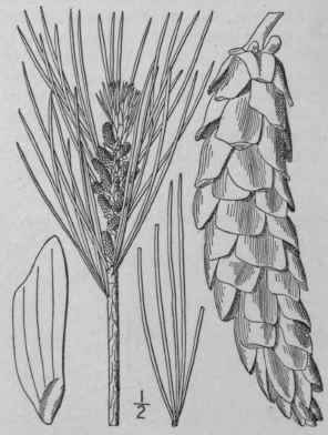 1 Pinus Strobus L White Pine Weymouth Pine 131