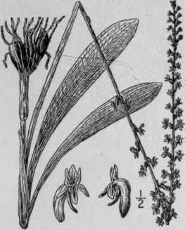 1 Piperia Unalaschensis Spreng Rydb Alaska Piperia 1369