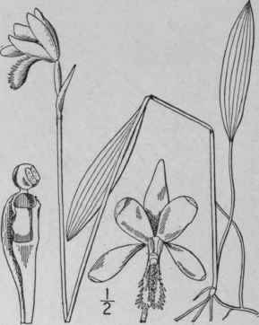 1 Pogonia Ophioglossoides L Ker Rose Pogonia Snake 1381
