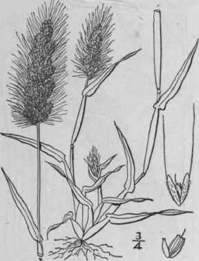 1 Polypogon Monspeliensis L Desf Annual Beard Gras 483