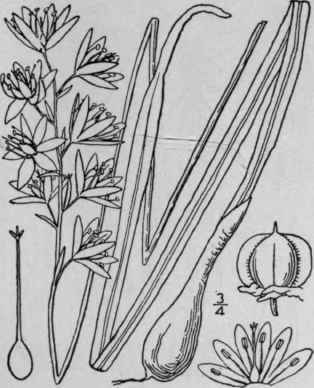 1 Quamasia Hyacinthina Raf Brit Ton Wild Hyacinth 1271