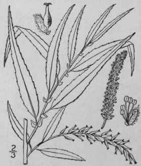 1 Salix Nigra Marsh Black Or Swamp Willow 1451