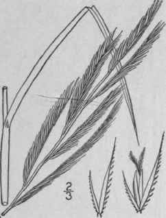 1 Spartina Michauxiana Hitchc Tall Marsh Grass 538