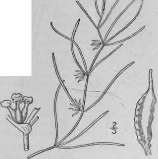 1 Zannichellia Palustris L Horned Pondweed 211