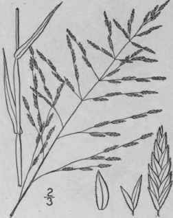 10 Eragrostis Curtipedicellata Buckley Short Stalk 581