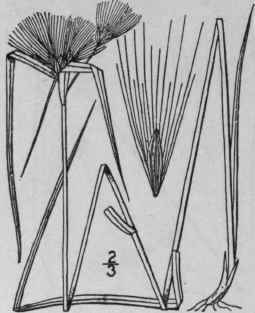 10 Eriophorum Virginicum L Virginia Cotton Grass M 800