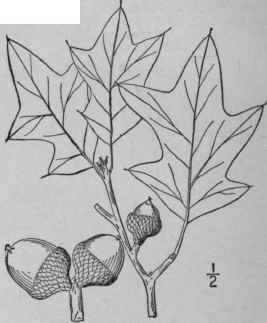 10 Quercus Ilicifolia Wang Bear Or Scrub Oak 1523