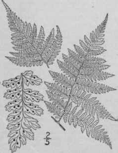 11 Dryopteris Dilatata Hoffm Gray Spreading Shield 47