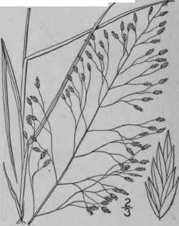 11 Eragrostis Trichodes Nutt Nash Hair Like Love G 582