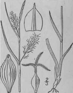114 Carex Tetanica Schk Wood s Sedge 981