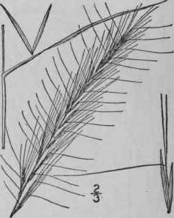 12 Aristida Purpurascens Poir Arrow Grass Broom Se 434