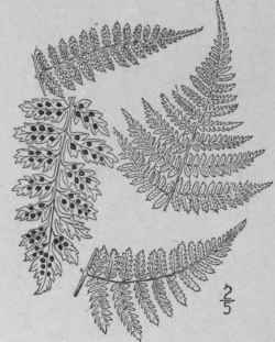 12 Dryopteris Intermedia Muhl Gray American Shield 48