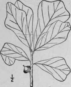 12 Quercus Nigra L Water Or Black Jack Oak 1525