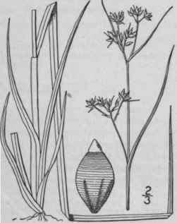 12 Rynchospora Cymosa Ell Grass Like Beaked Rush 852