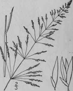 12 Sporobolus Argutus Nees Kunth Pointed Dropseed 475