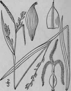 126 Carex Laxiflora Lam Loose Flowered Sedge 993