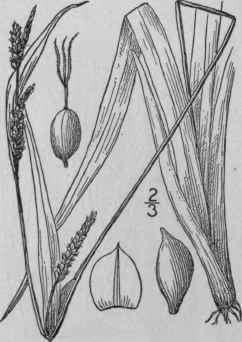 126 Carex Laxiflora Lam Loose Flowered Sedge 994