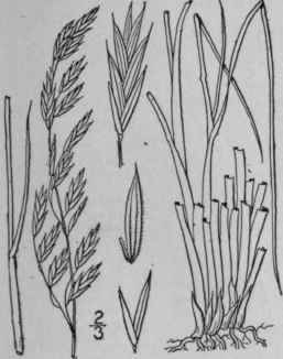 13 Festuca Altaica Trin Rough Fescue Grass 660