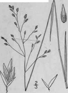 13 Poa Autumnalis Muhl Flexuous Spear Grass 616