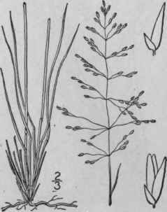 13 Sporobolus Gracilis Trin Merrill Purple Dropsee 476