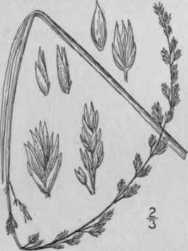 14 Festuca Confinis Vasey Watson s Fescue Grass 661