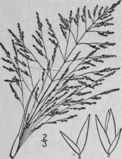 14 Sporobolus Airoides Torr Hair Grass Dropseed 477