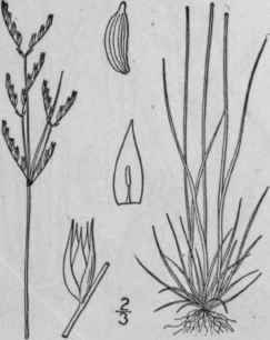 15 Juncus Vaseyi Engelm Vasey s Rush 1180