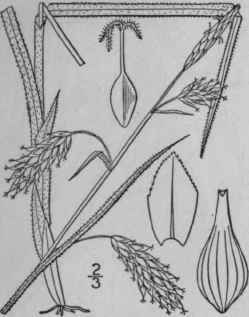 153 Carex Castanea Wahl Chestnut Sedge 1020