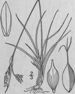 154 Carex Capillaris L Hair Like Sedge 1021