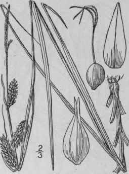 154 Carex Capillaris L Hair Like Sedge 1022