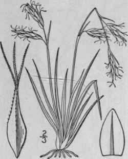 158 Carex Misandra R Br Short Leaved Sedge 1025