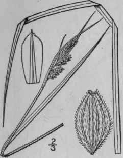 159 Carex Swanii Fernald Mackenzie Swan s Sedge 1026