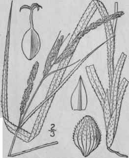 160 Carex Virescens Muhl Ribbed Sedge 1027