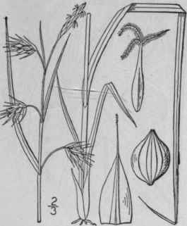 170 Carex Paupercula Michx Bog Sedge 1037