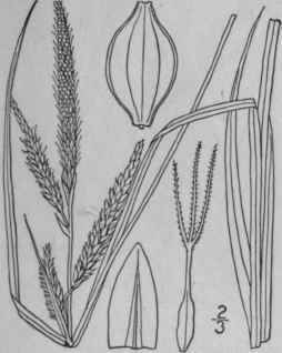 171 Carex Barrattii Schw Torr Barratt s Sedge 1038