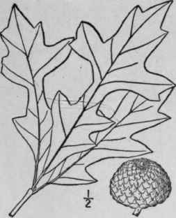 18 Quercus Lyrata Walt Overcup Or Swamp Post Oak 1531