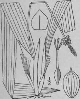 19 Cymophyllus Mackenzie 1110