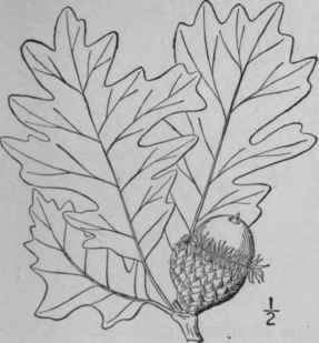 19 Quercus Macrocarpa Michx Mossy Cup Blue Or Bur  1532