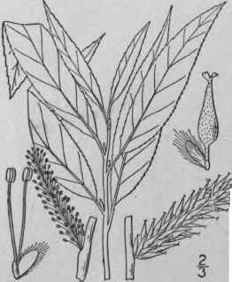 19 Salix Sericea Marsh Silky Willow 1469