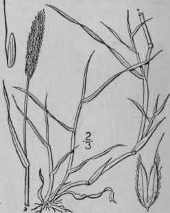 2 Alopecurus Geniculatus L Marsh Foxtail 459