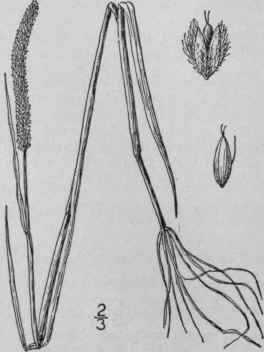 2 Alopecurus Geniculatus L Marsh Foxtail 460