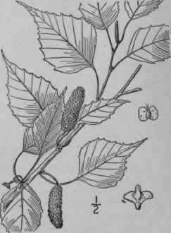 2 Betula Coerulea Blanchard Blue Birch 1495