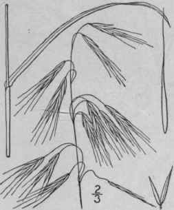 2 Bromus Sterilis L Barren Brome Grass Haver Grass 663